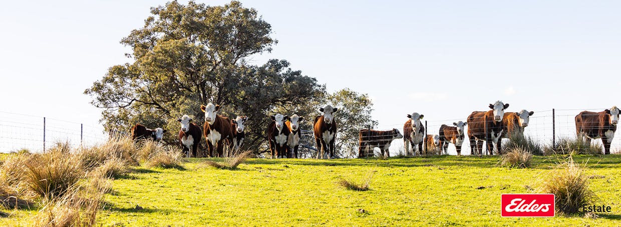Reids Flat Road, Reids Flat, NSW, 2586 - Image 7