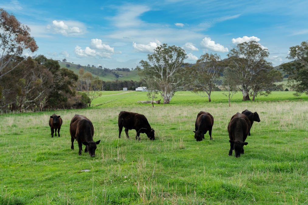 71 Schoolhouse Road, Samaria, VIC, 3673 - Image 32