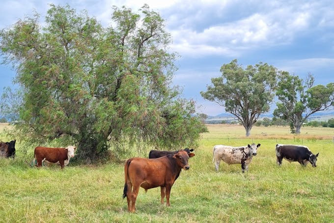 730 Ascot-Calala Road, Tamworth, NSW, 2340 - Image 1