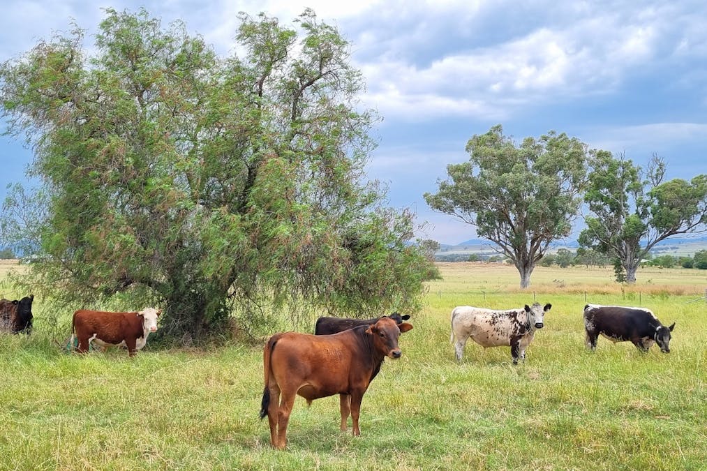 730 Ascot-Calala Road, Tamworth, NSW, 2340 - Image 1