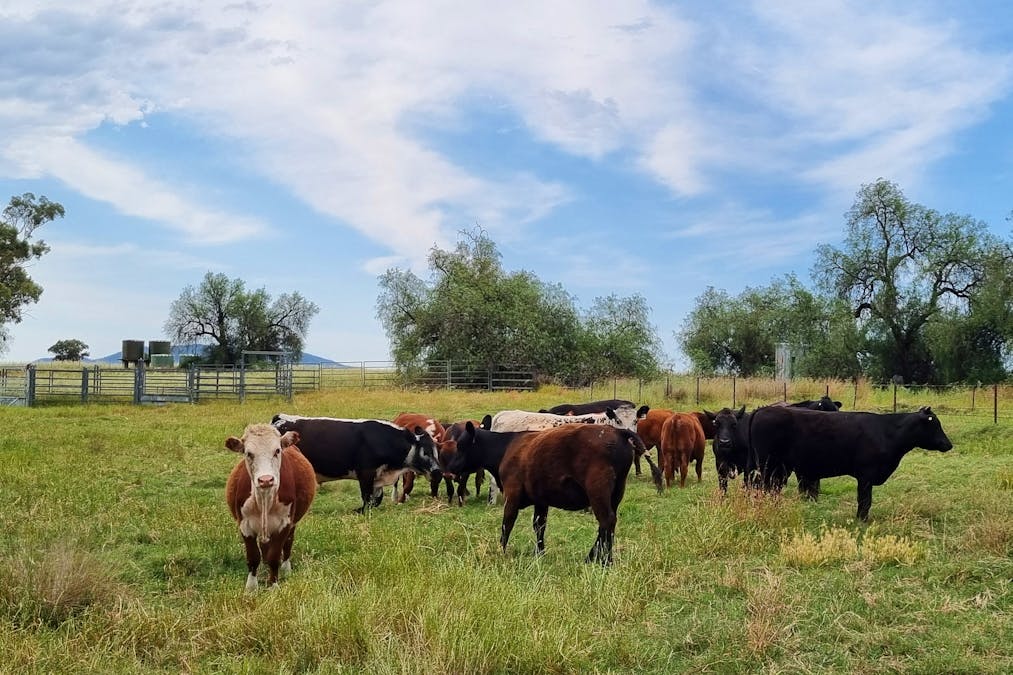 730 Ascot-Calala Road, Tamworth, NSW, 2340 - Image 17