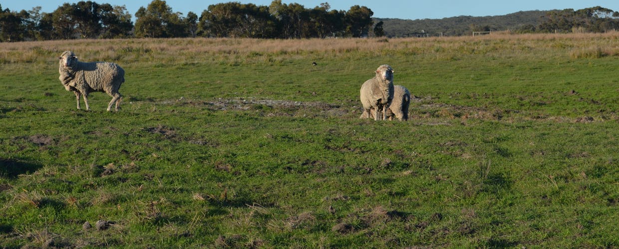 sec 440 Nunga-Mia Road, Robe, SA, 5276 - Image 11