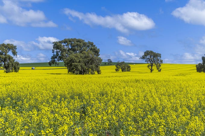 3903 Dandaragan Road, Dandaragan, WA, 6507 - Image 1