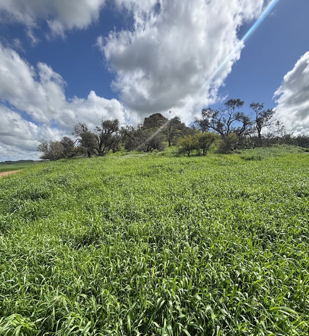 800 East Bowes Road, Naraling, WA, 6532 - Image 13