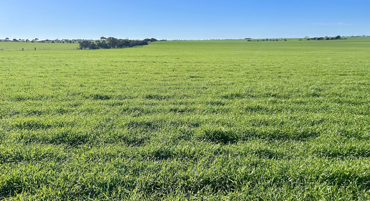 761 Micky Flat Road, Curramulka, SA, 5580 - Image 5