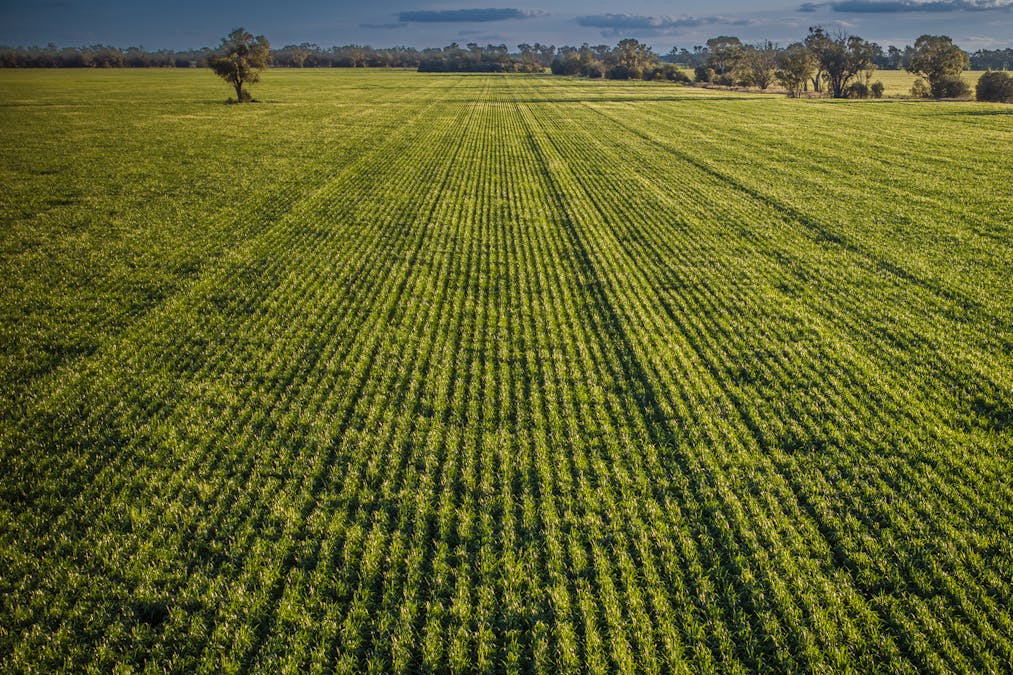Bourbah 2598 Warren Road, Gulargambone, NSW, 2828 - Image 4