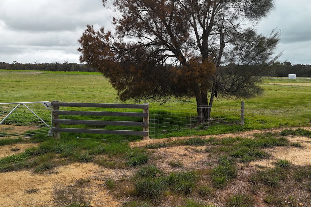 56 Prosser Street, Katanning, WA, 6317 - Image 11