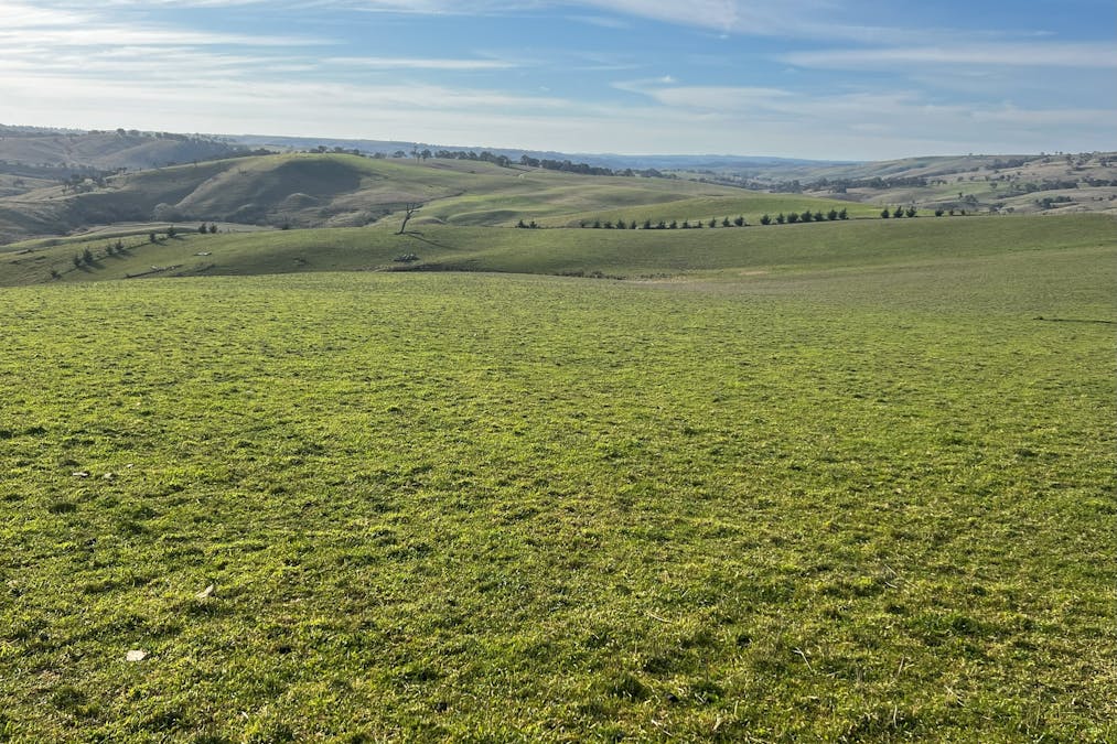 1185 Golspie Road, Golspie, NSW, 2580 - Image 5