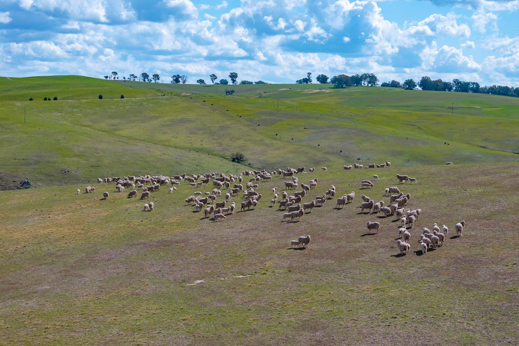 1185 Golspie Road, Golspie, NSW, 2580 - Image 6