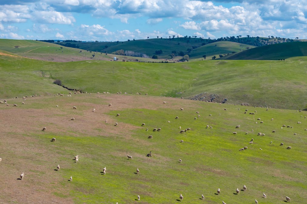 1185 Golspie Road, Golspie, NSW, 2580 - Image 7