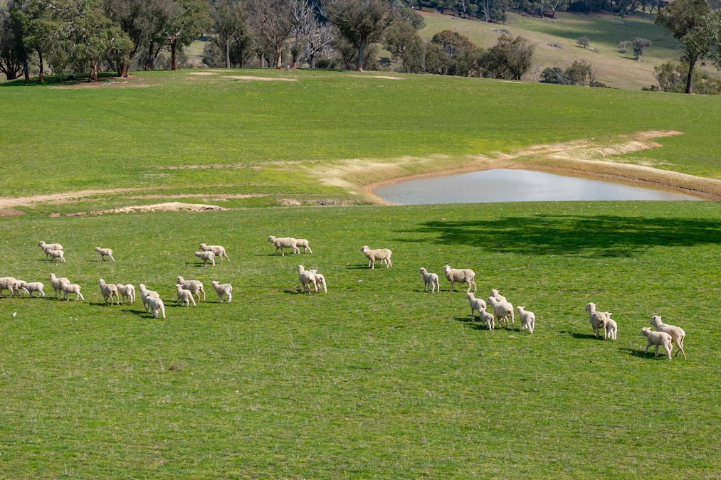 1185 Golspie Road, Golspie, NSW, 2580 - Image 12