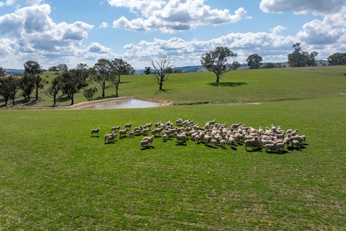 1185 Golspie Road, Golspie, NSW, 2580 - Image 1