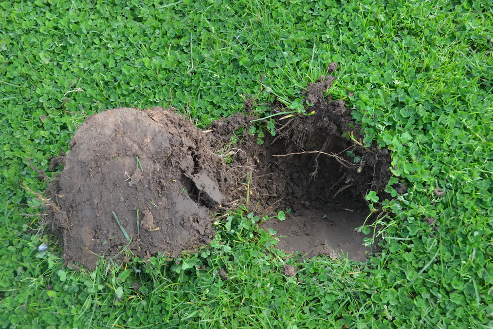 1805 Manga Road, Kalangadoo, SA, 5278 - Image 6