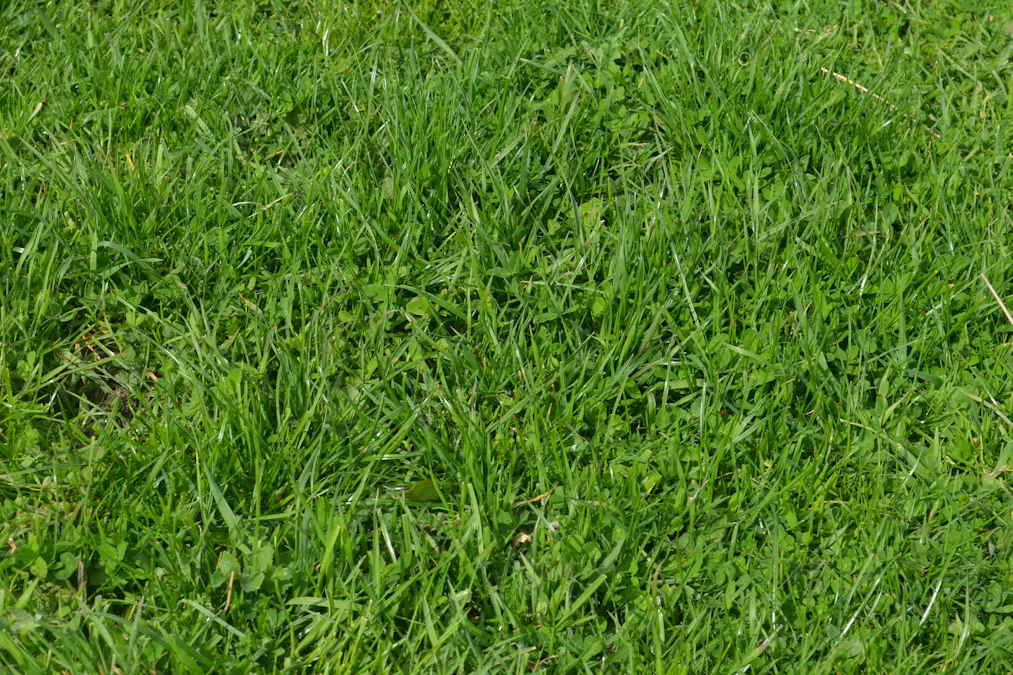 1805 Manga Road, Kalangadoo, SA, 5278 - Image 7