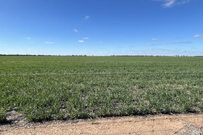 Massey-Bangerang Road, Watchem West, VIC, 3482 - Image 1