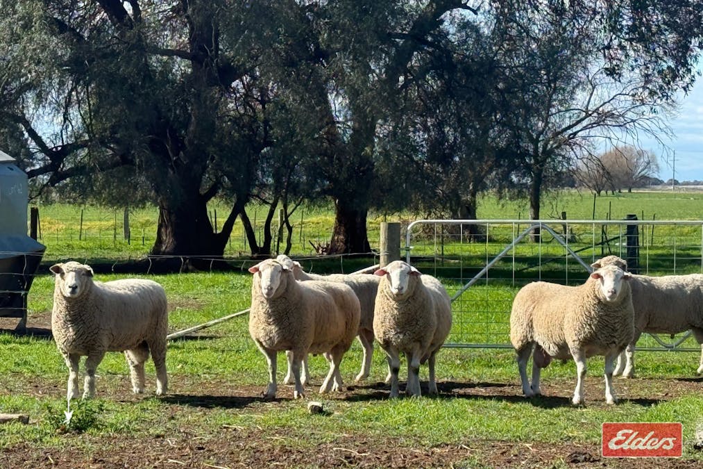 1683 ODEA  Odea Road, Echuca, VIC, 3564 - Image 15