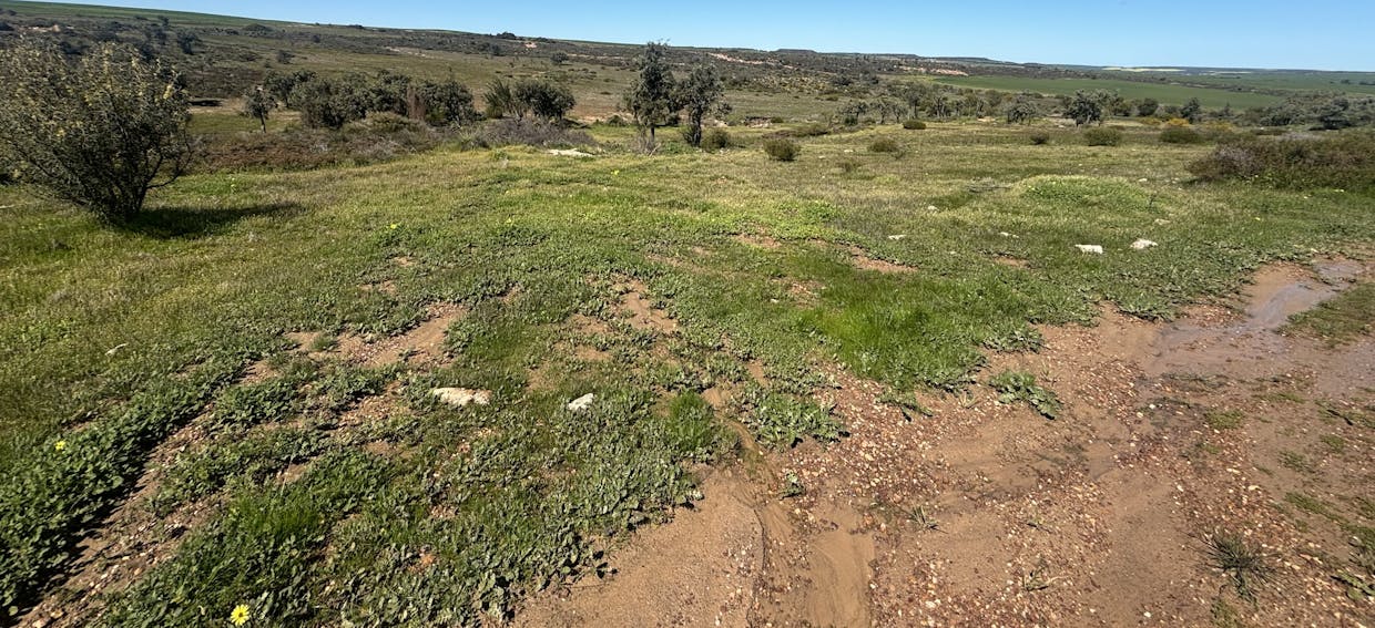 Lot 55  Ahern Place, Hickety, WA, 6532 - Image 11