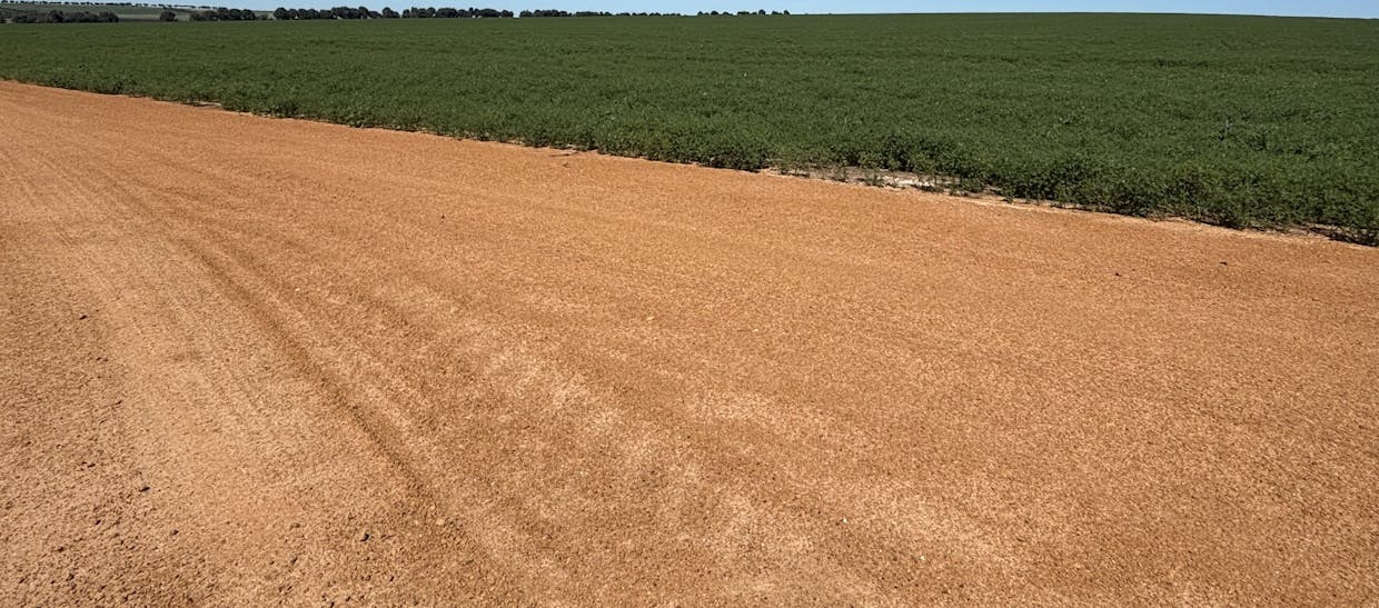 Lot 55  Ahern Place, Hickety, WA, 6532 - Image 2