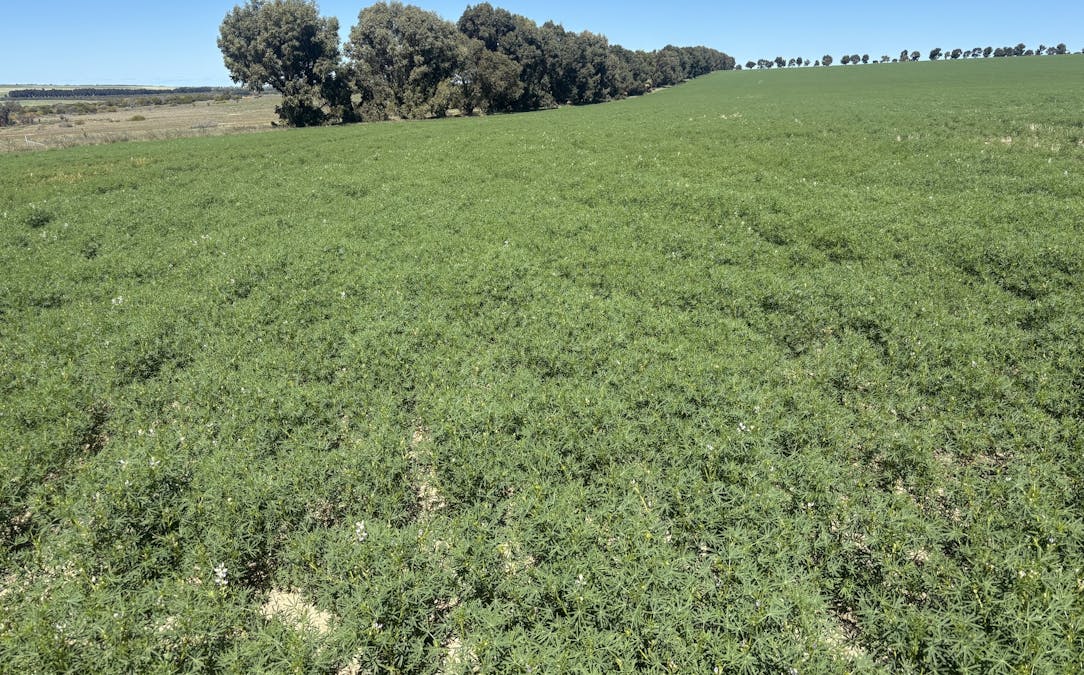 Lot 55  Ahern Place, Hickety, WA, 6532 - Image 3