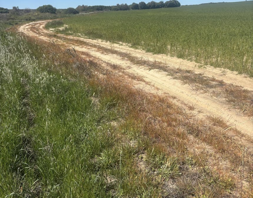 Lot 55  Ahern Place, Hickety, WA, 6532 - Image 6