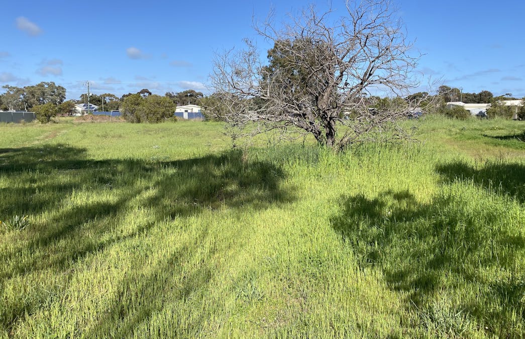 62 Rogers Avenue, Katanning, WA, 6317 - Image 3