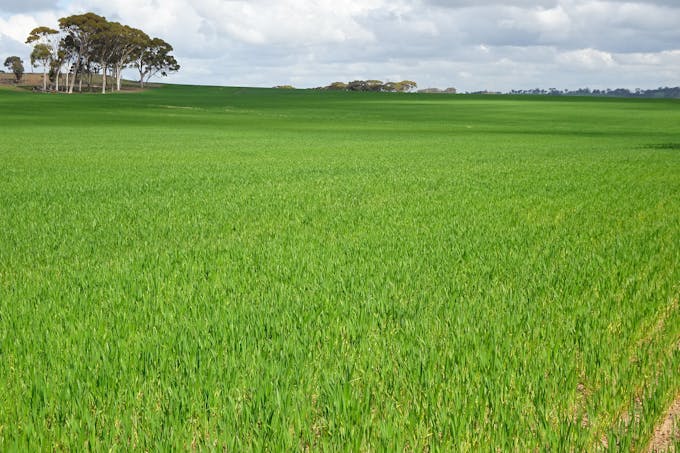 Giles Road, East Pingelly, WA, 6308 - Image 1