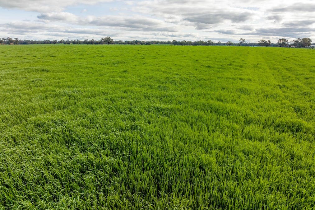 1871 Old Narrandera Road, Euberta, NSW, 2650 - Image 7