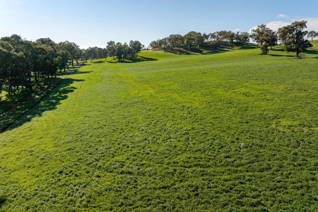 170 Wilds Road, Tarcutta, NSW, 2652 - Image 6
