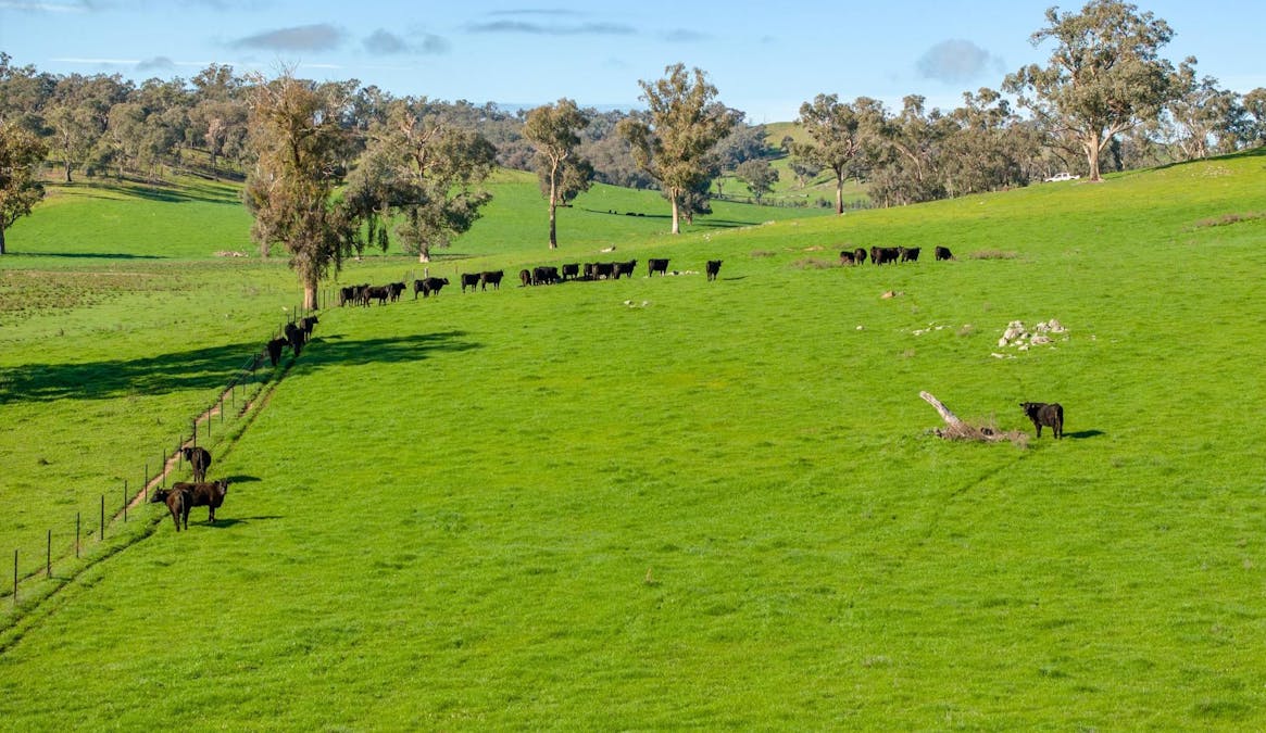 170 Wilds Road, Tarcutta, NSW, 2652 - Image 4