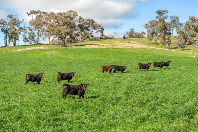 170 Wilds Road, Tarcutta, NSW, 2652 - Image 1