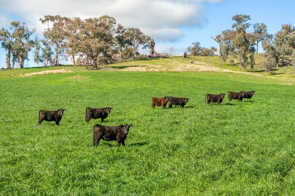 170 Wilds Road, Tarcutta, NSW, 2652 - Image 1