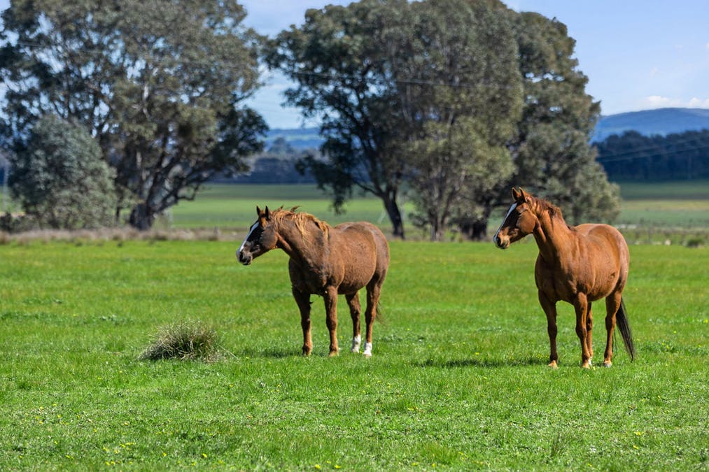 326 Chivers Road, Glenrowan West, VIC, 3675 - Image 29