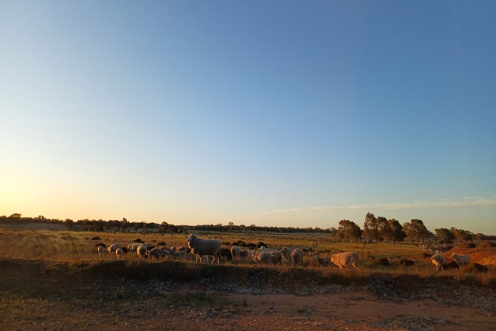 Lagoon Creek Road, Minore, NSW, 2830 - Image 9