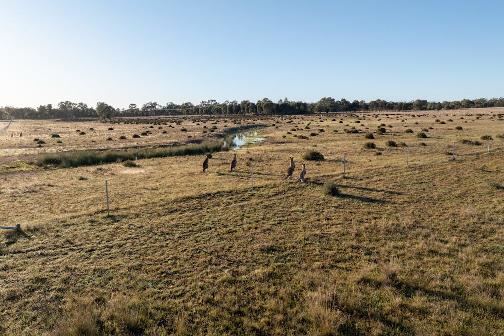 Lagoon Creek Road, Minore, NSW, 2830 - Image 7