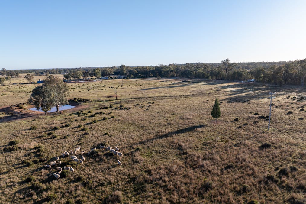Lagoon Creek Road, Minore, NSW, 2830 - Image 16