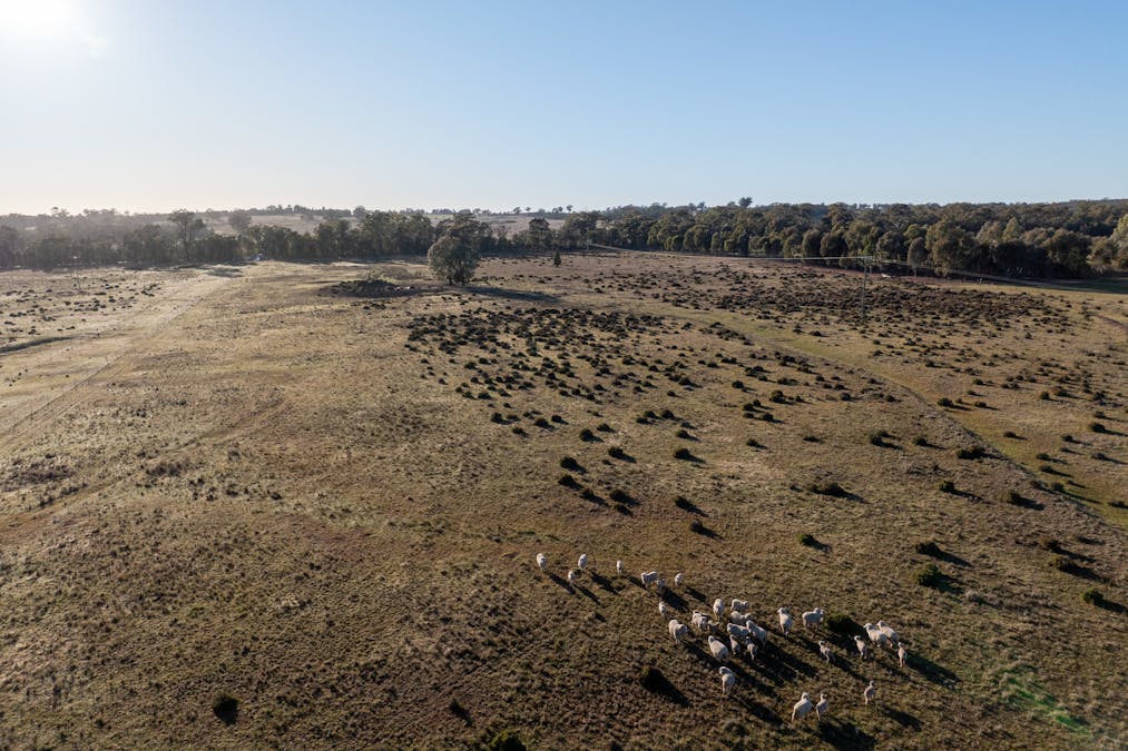 Lagoon Creek Road, Minore, NSW, 2830 - Image 17