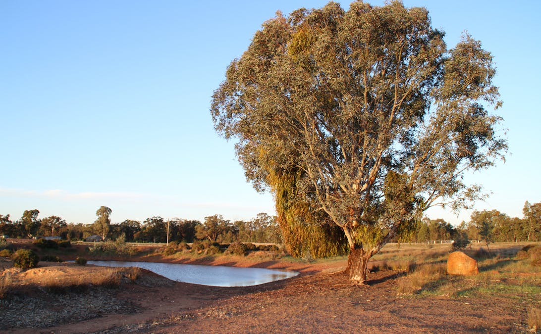 Lagoon Creek Road, Minore, NSW, 2830 - Image 27