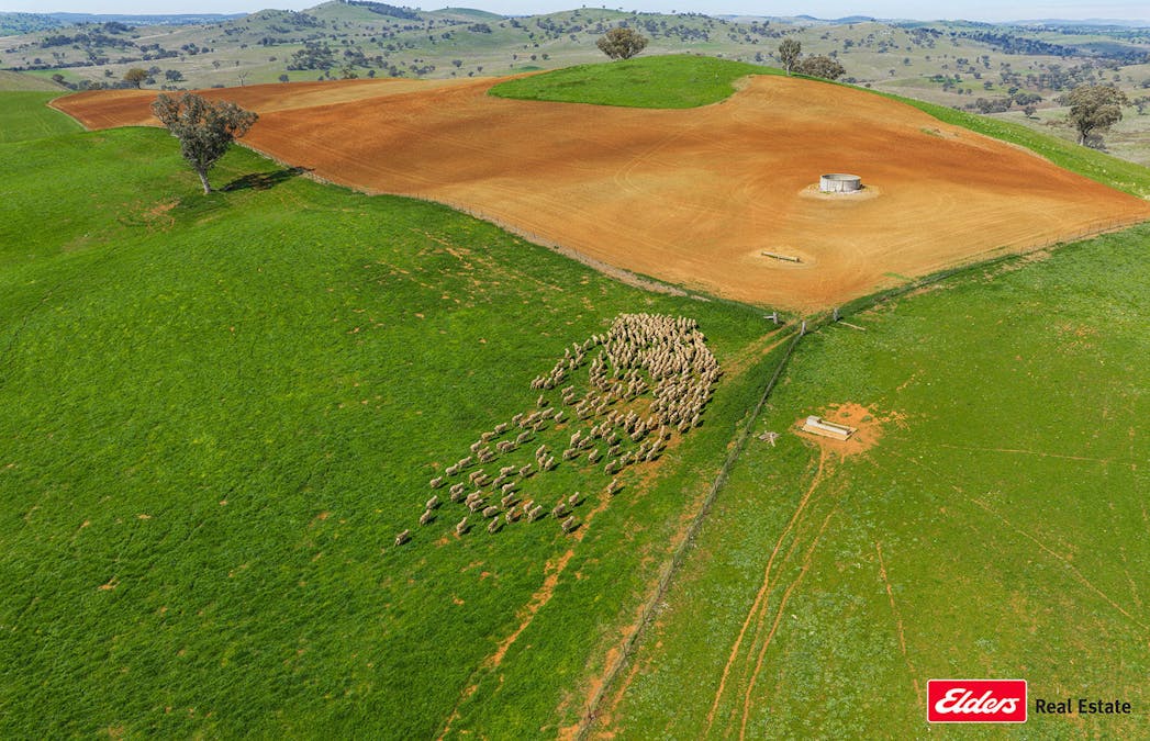 Boorowa, NSW, 2586 - Image 7