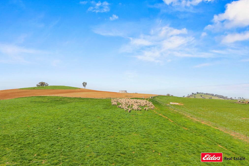 Boorowa, NSW, 2586 - Image 29