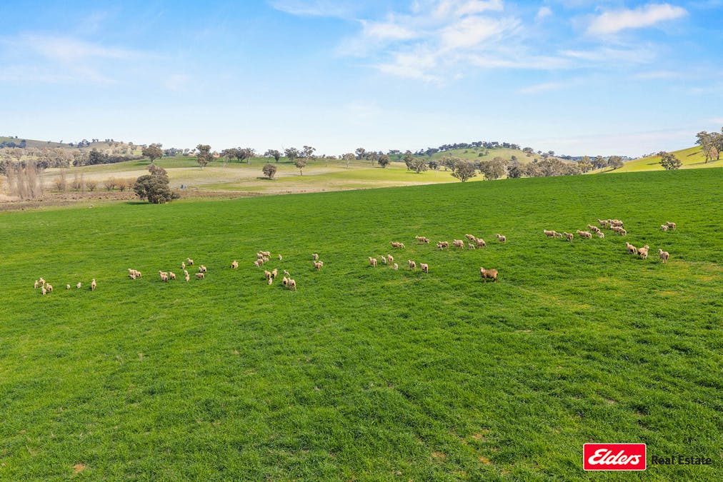 Boorowa, NSW, 2586 - Image 31
