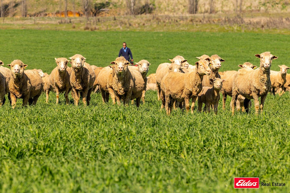 Boorowa, NSW, 2586 - Image 19