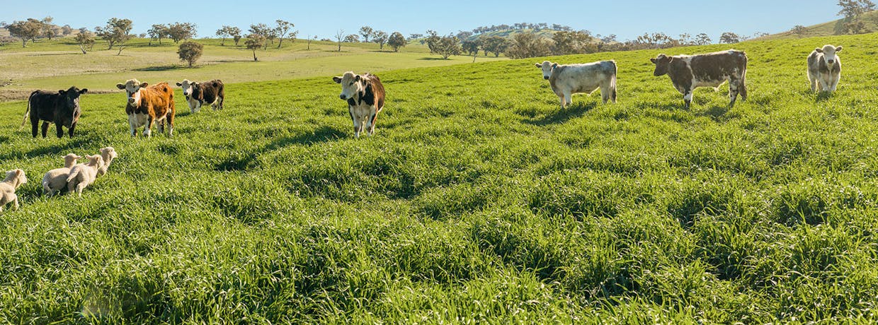 Boorowa, NSW, 2586 - Image 27