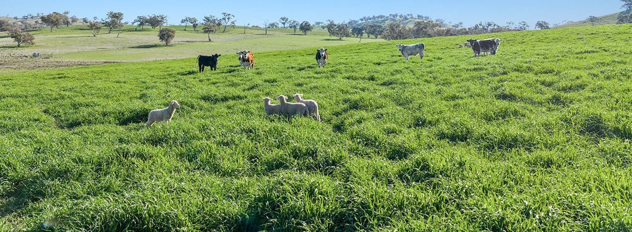 Boorowa, NSW, 2586 - Image 4