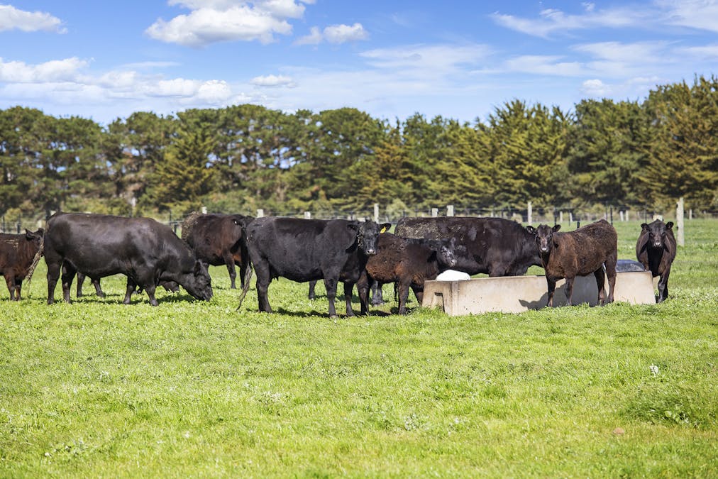 447 Sims Road, Winslow, VIC, 3281 - Image 11