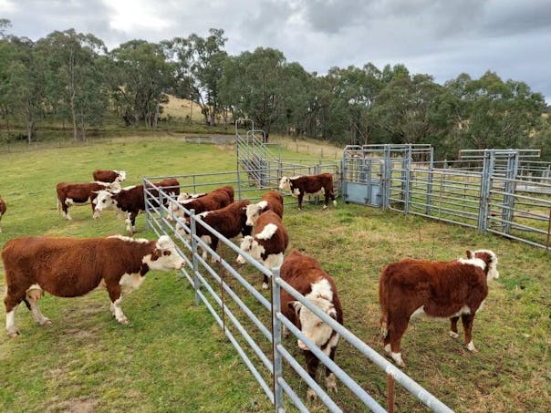 317 Ambyne Road, Deddick Valley, VIC, 3888 - Image 1