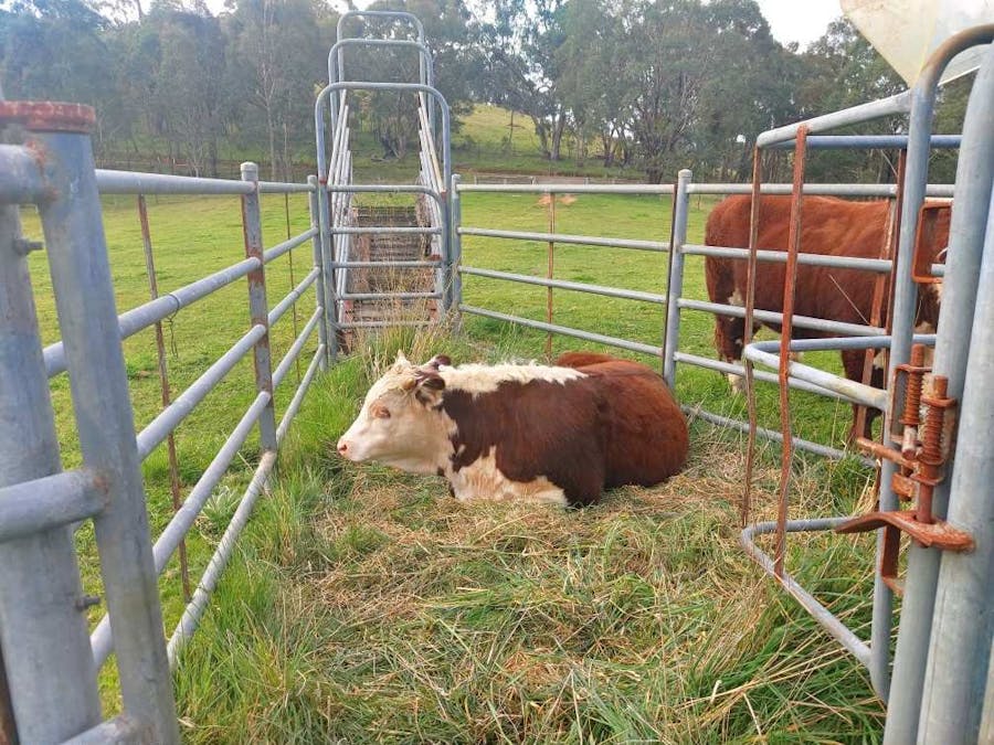 317 Ambyne Road, Deddick Valley, VIC, 3888 - Image 6