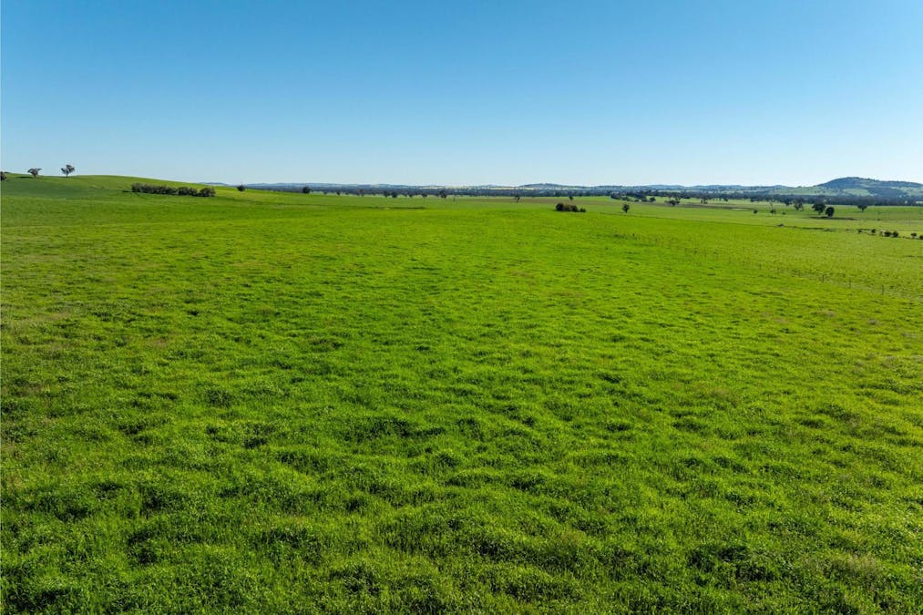 272 Bulloc Hill Road, Mangoplah, NSW, 2652 - Image 3