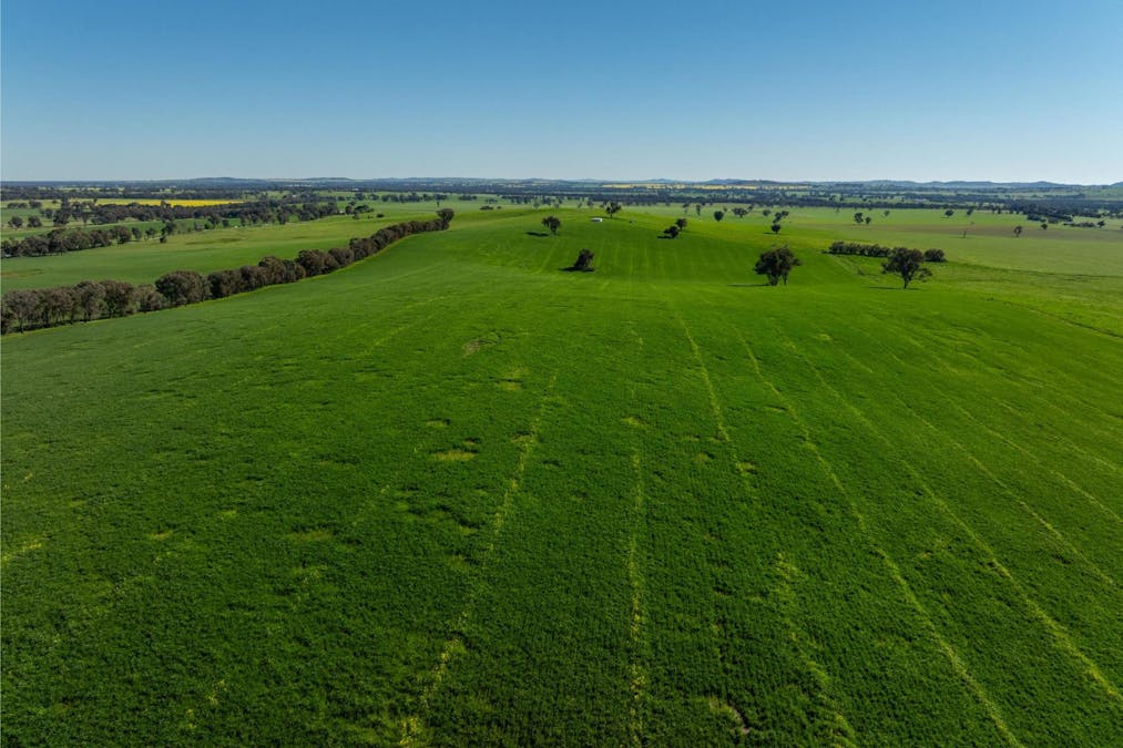272 Bulloc Hill Road, Mangoplah, NSW, 2652 - Image 4