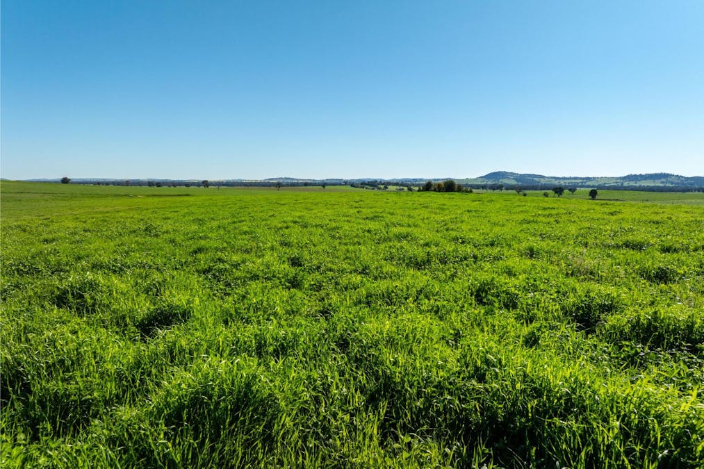 272 Bulloc Hill Road, Mangoplah, NSW, 2652 - Image 7