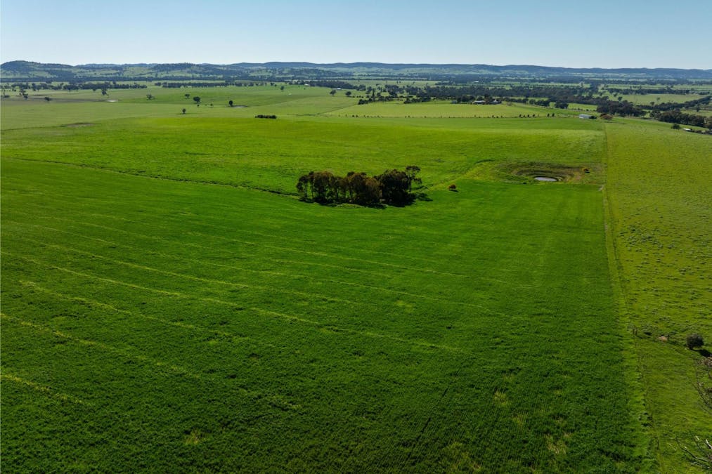 272 Bulloc Hill Road, Mangoplah, NSW, 2652 - Image 8